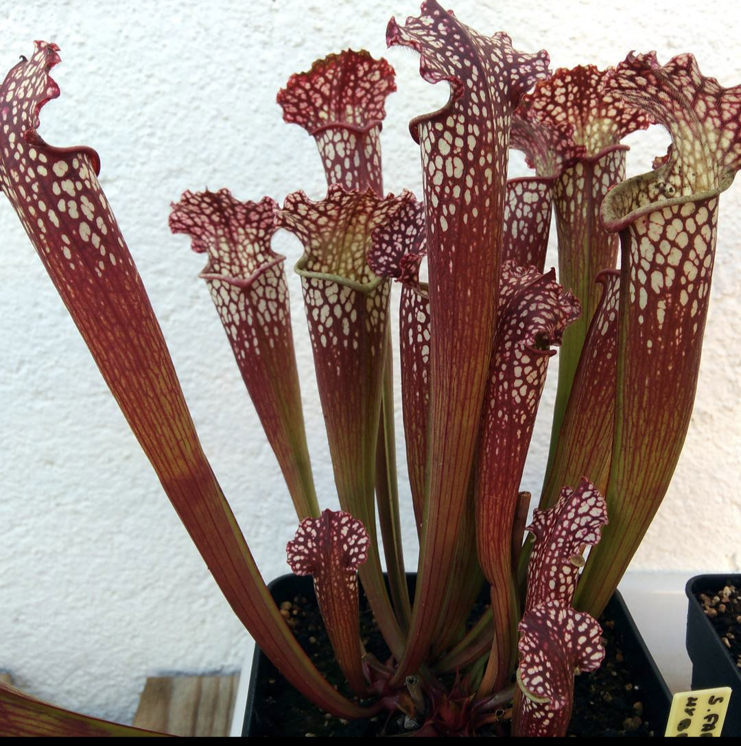 Sarracenia Farnhamii hybride