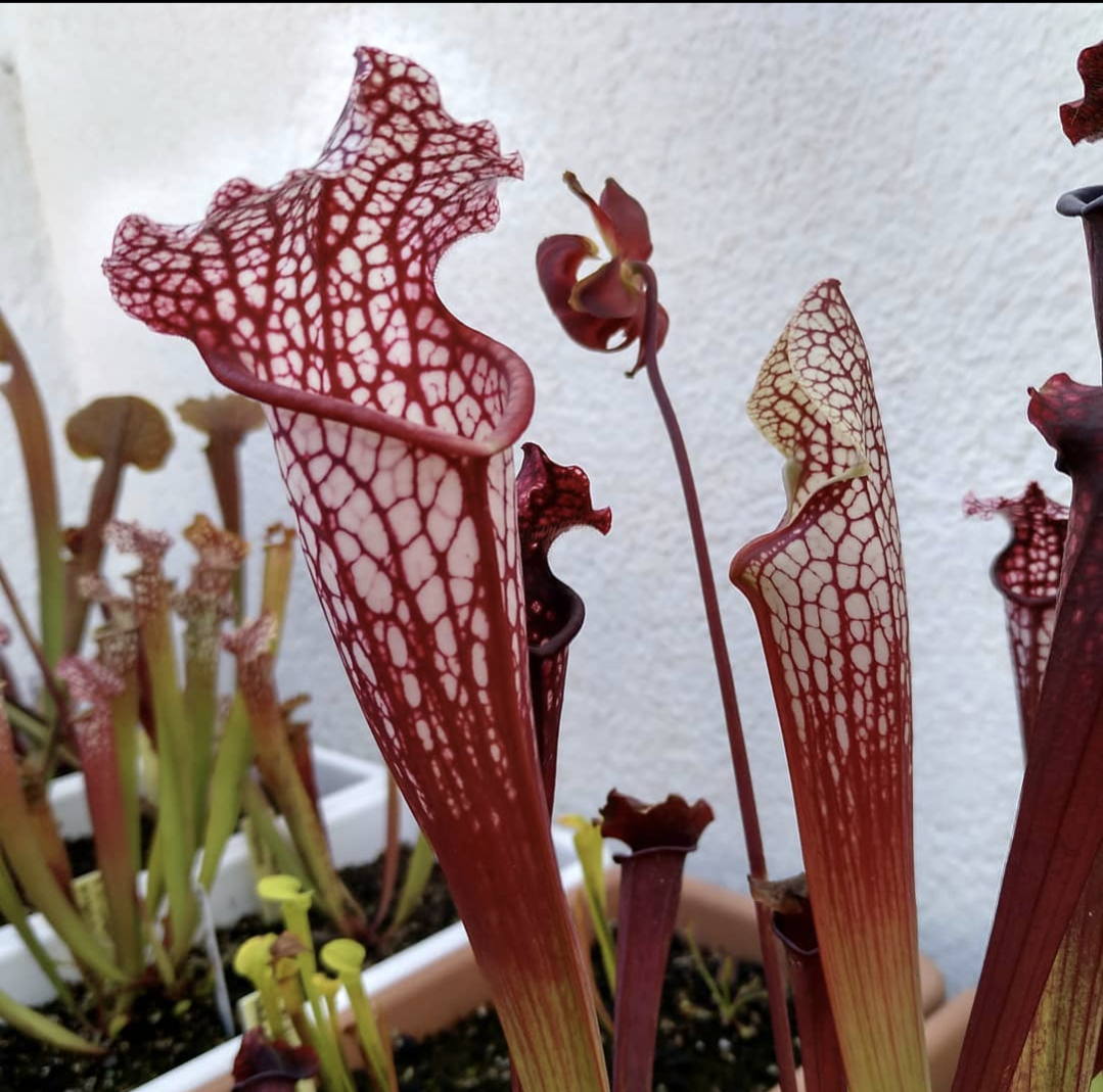 Sarracenia Leucophylla royal red