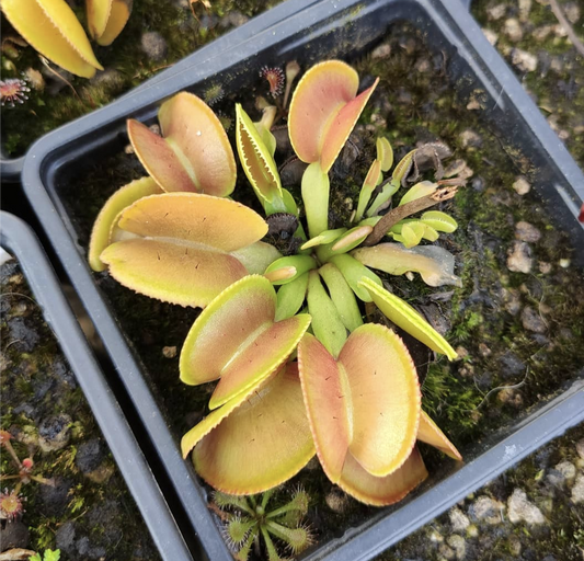 Dionaea muscipula Microdent