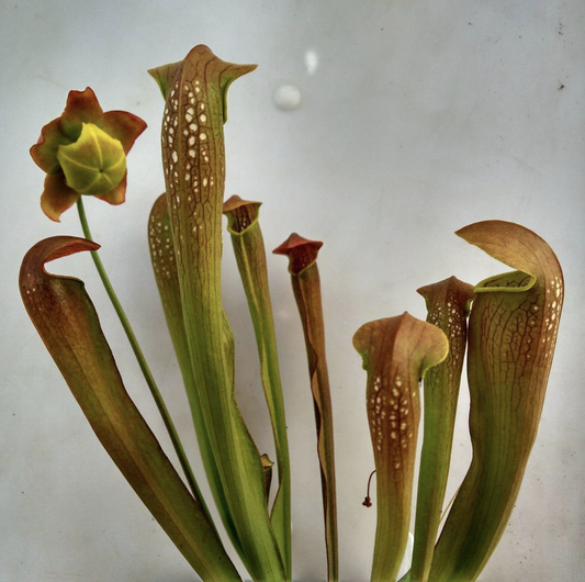 Sarracenia Rehderii