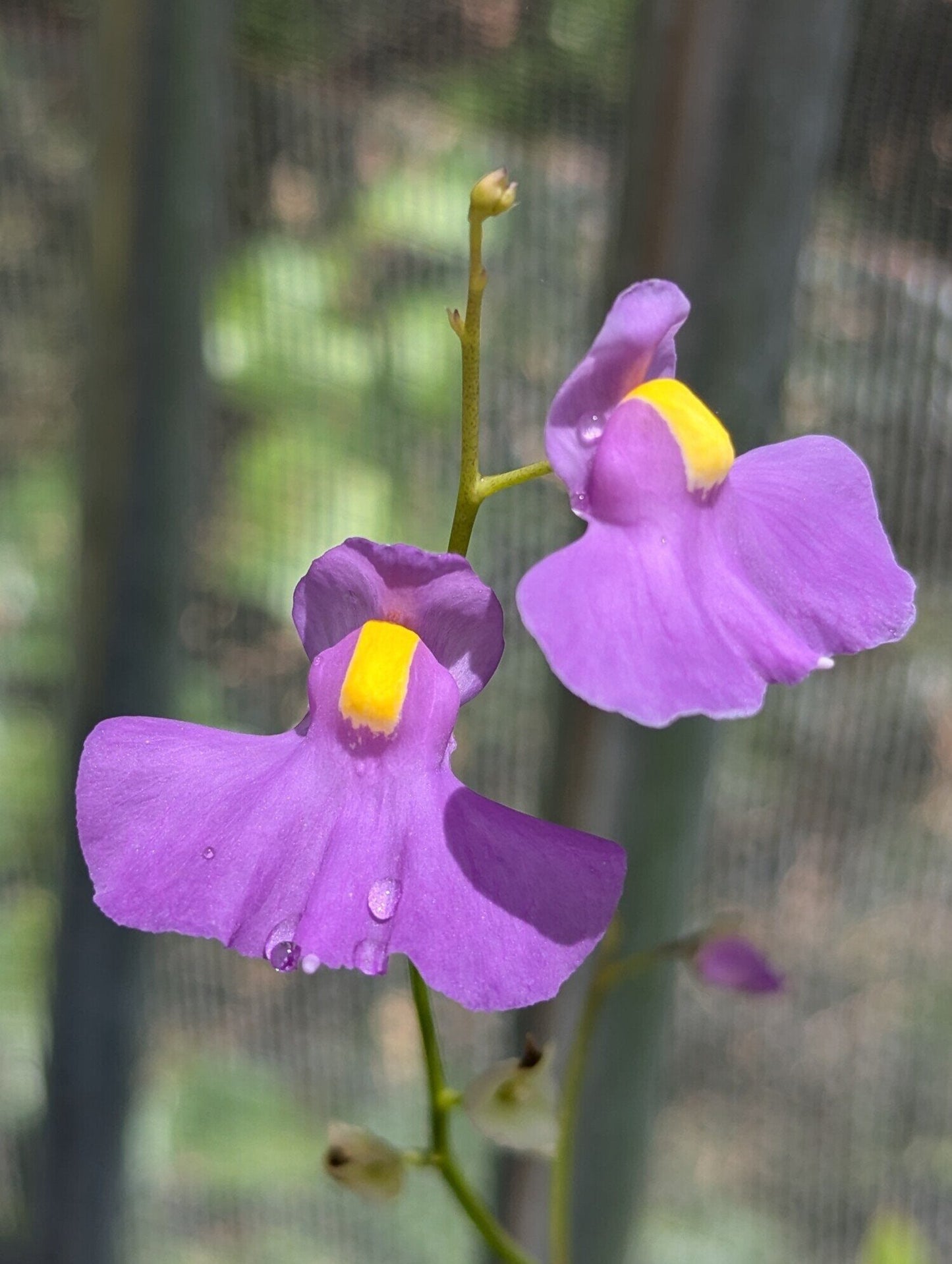 Utricularia longifolia