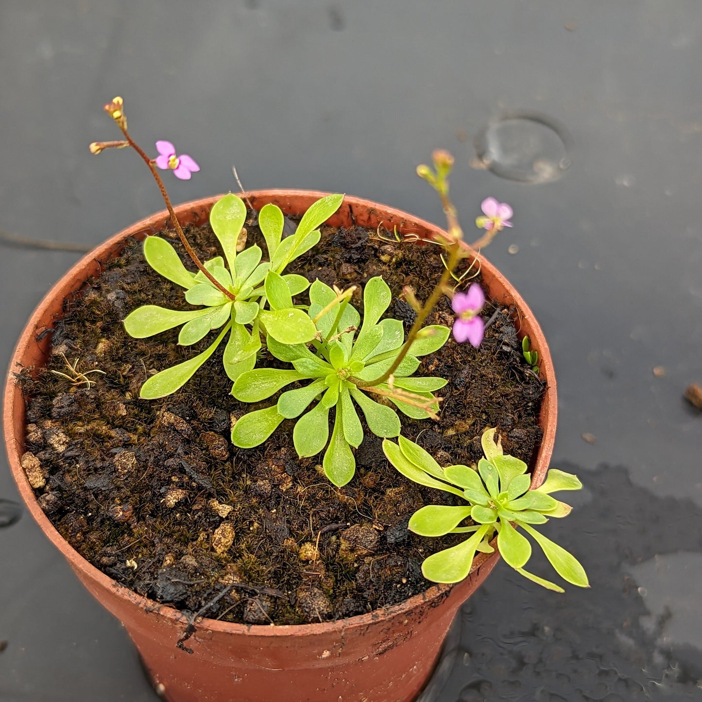 Stylidium debile