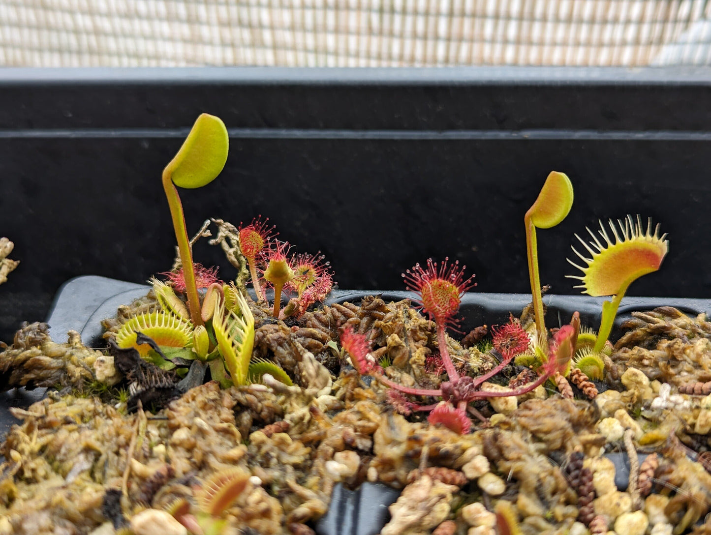 Dionaea muscipula Erect form