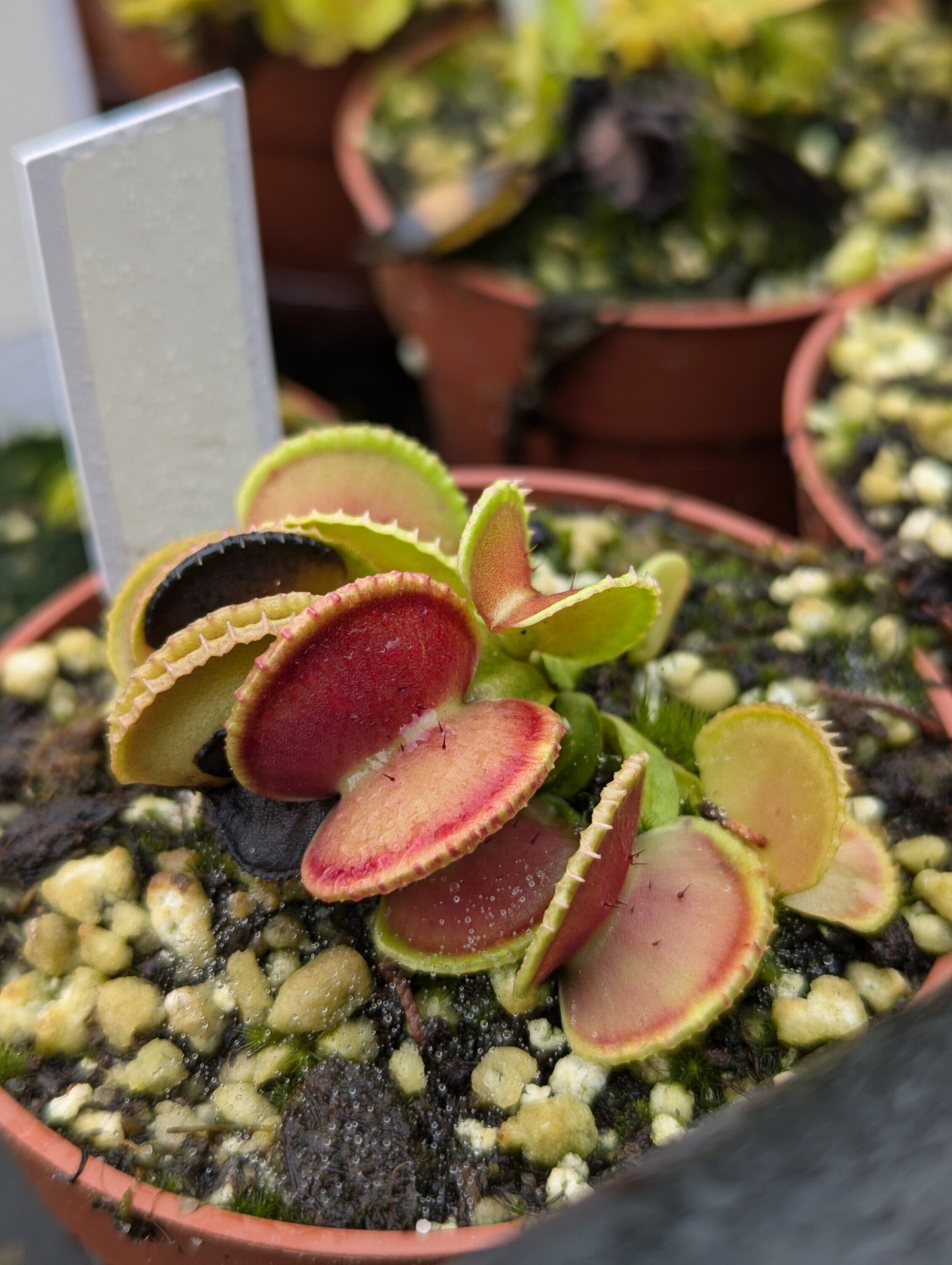 Dionaea muscipula Coquillage