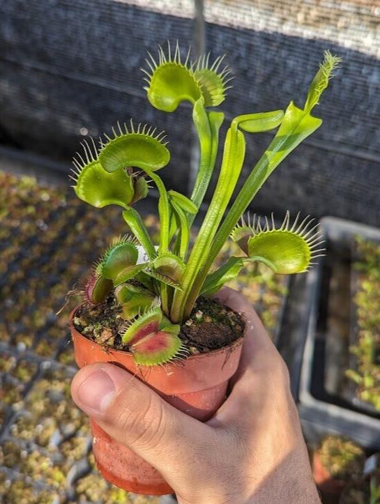 Planta carnívora - Dionaea muscipula B52 - Carniterrace - Comprar en tienda online