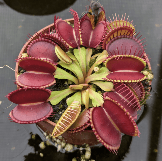 Planta carnívora - Dionaea muscipula - Carniterrace - Comprar en tienda online
