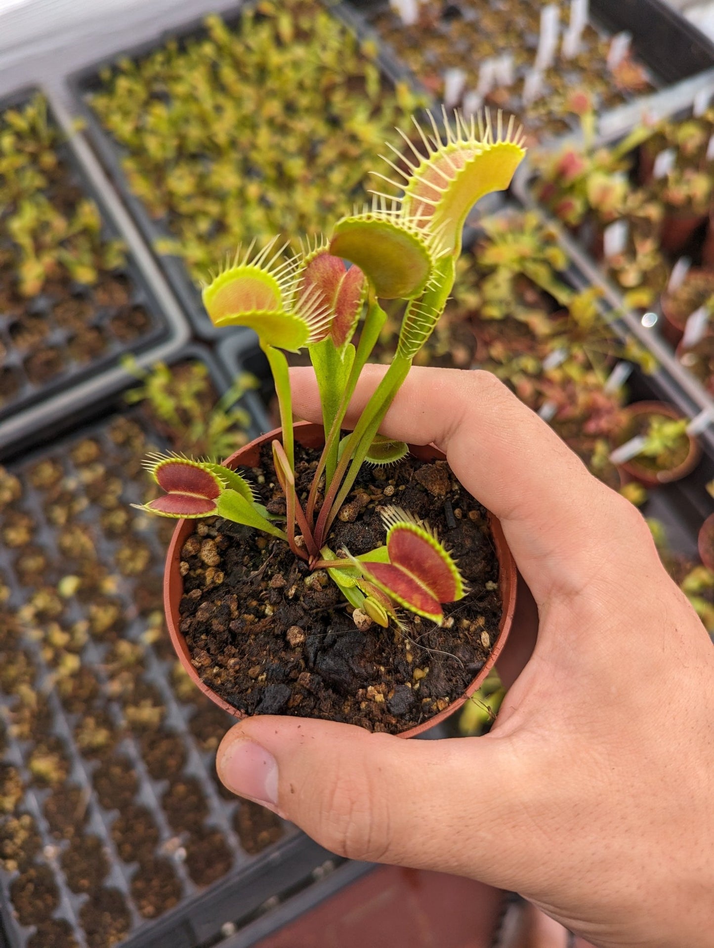 Planta carnívora - Dionaea muscipula - Carniterrace - Comprar en tienda online