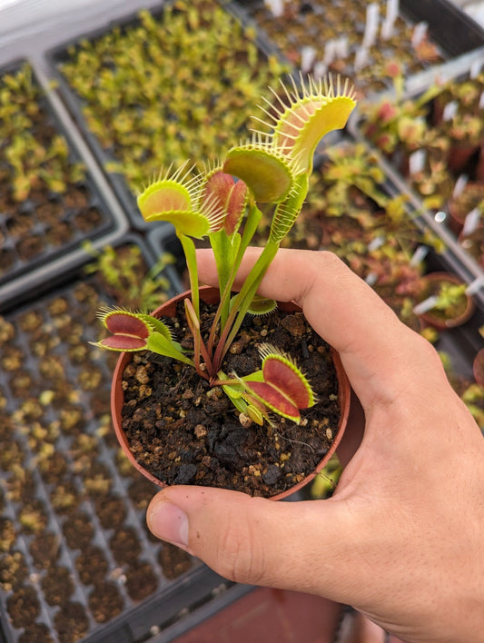 Planta carnívora - Dionaea muscipula - Carniterrace - Comprar en tienda online