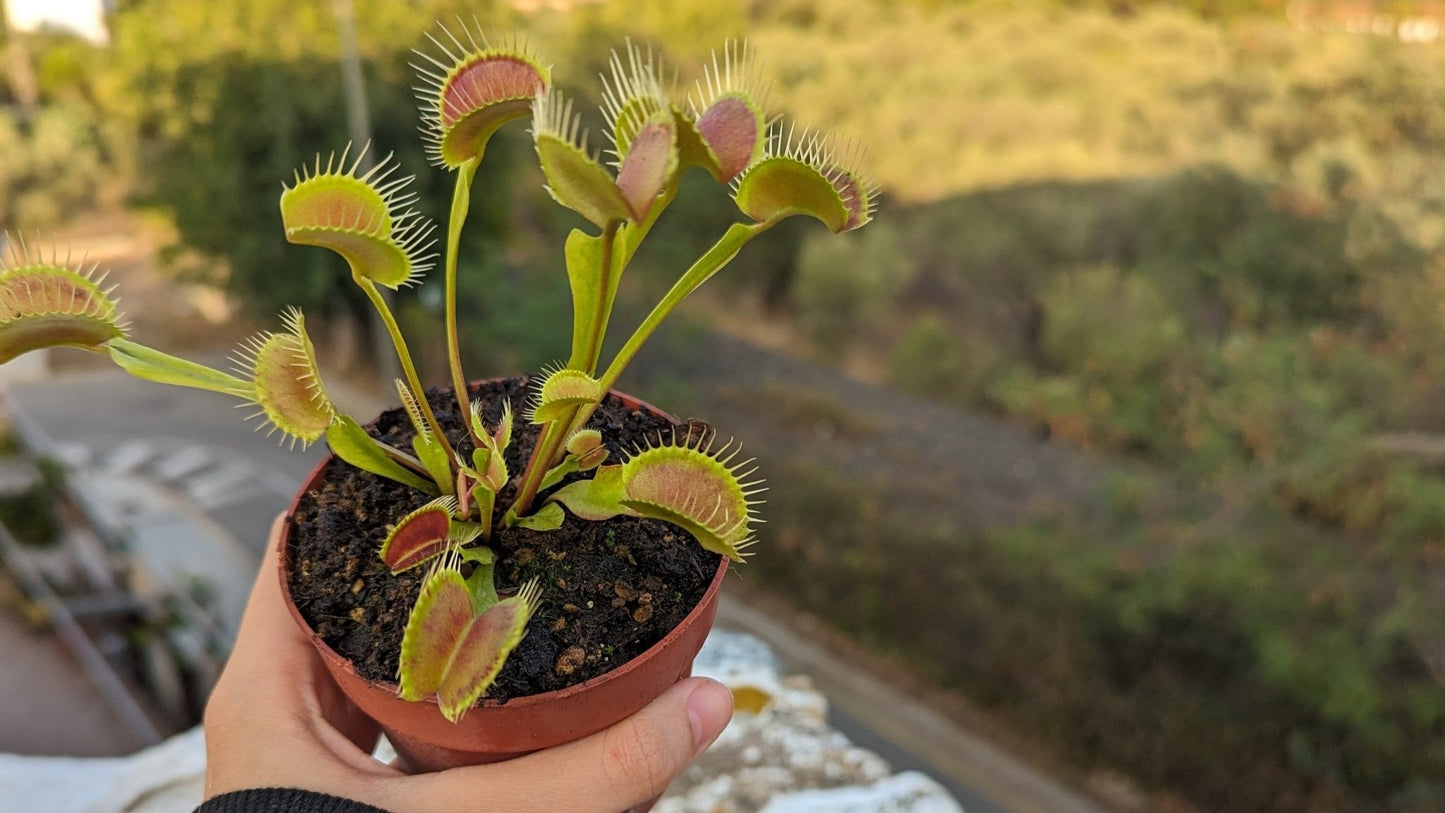 Planta carnívora - Dionaea muscipula - Carniterrace - Comprar en tienda online