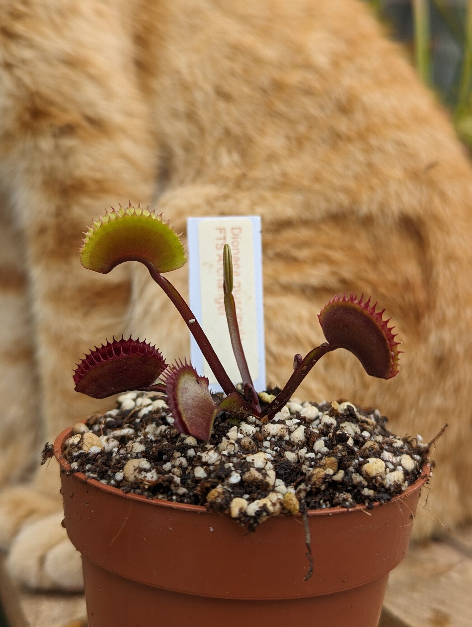 Planta carnívora - Dionaea muscipula FTS Archangel - Carniterrace - Comprar en tienda online