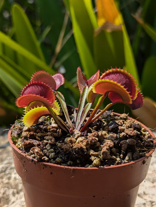 Planta carnívora - Dionaea muscipula FTS Archangel - Carniterrace - Comprar en tienda online