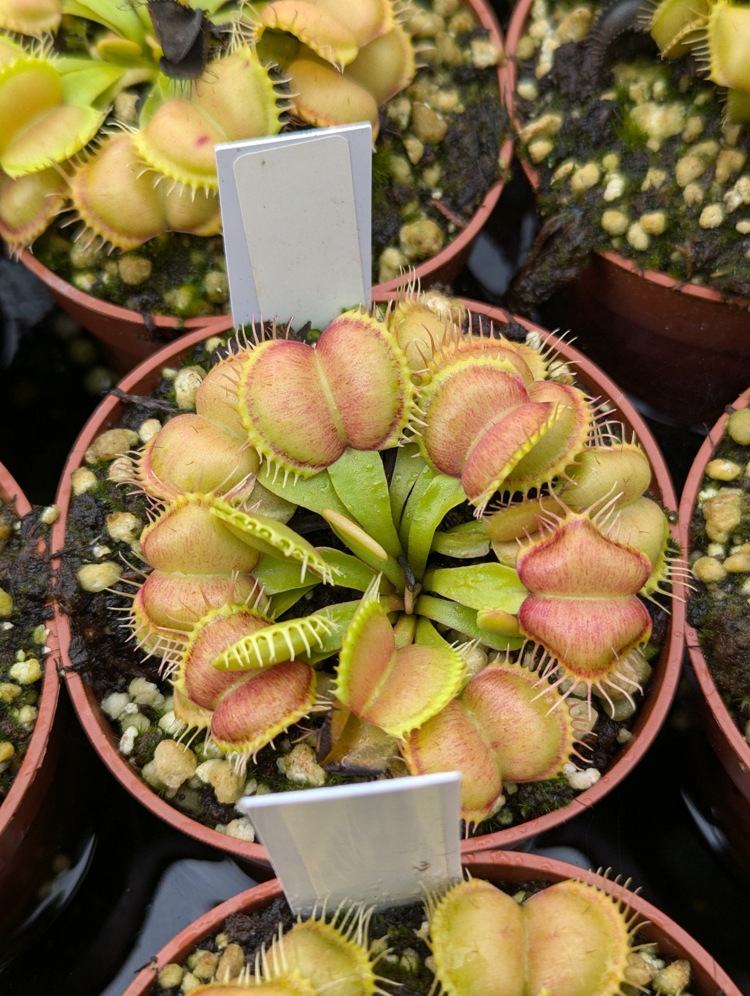 Planta carnívora - Dionaea muscipula Galaxy - Carniterrace - Comprar en tienda online