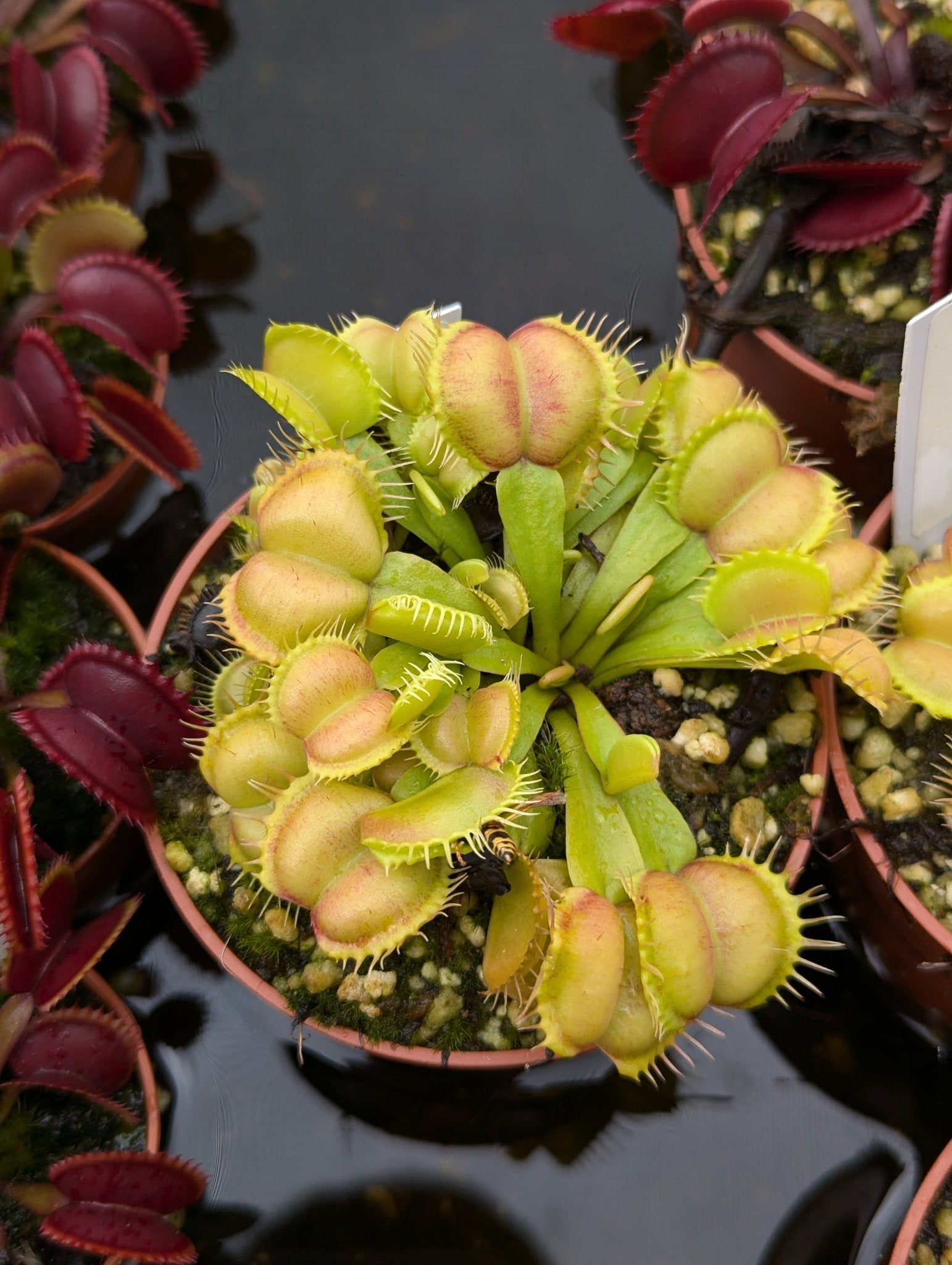 Planta carnívora - Dionaea muscipula Galaxy - Carniterrace - Comprar en tienda online