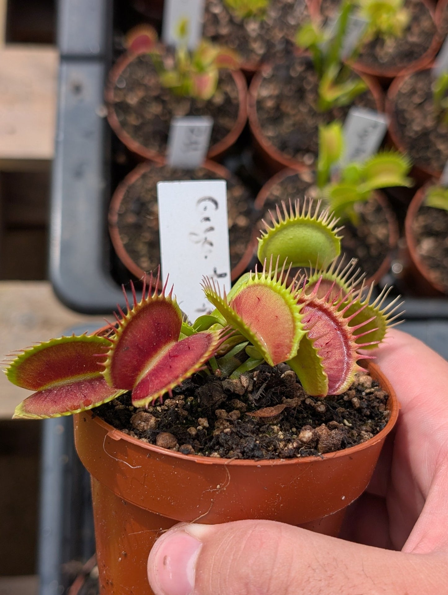 Planta carnívora - Dionaea muscipula "Giga traps" - Carniterrace - Comprar en tienda online
