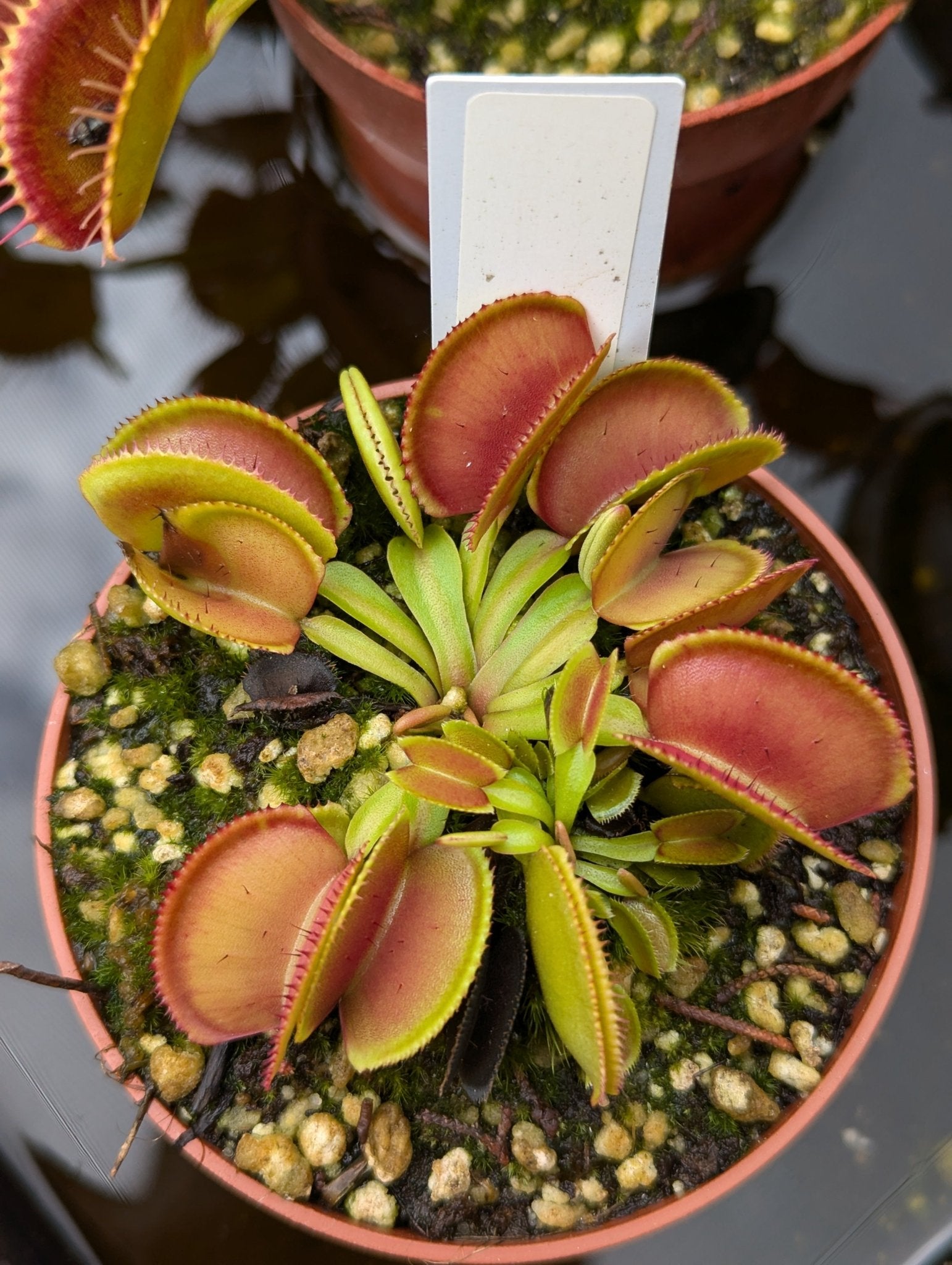 Planta carnívora - Dionaea muscipula Microdent - Carniterrace - Comprar en tienda online