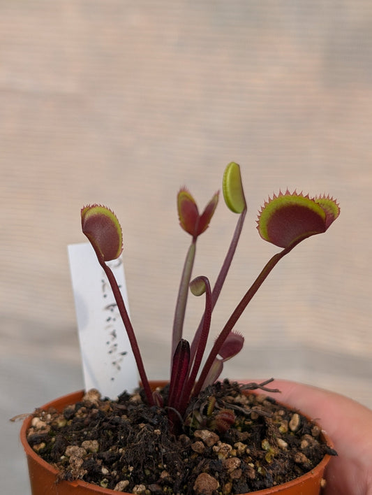 Planta carnívora - Dionaea muscipula "Red piranha" - Carniterrace - Comprar en tienda online
