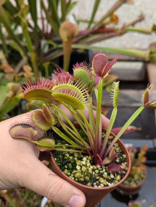 Planta carnívora - Dionaea muscipula Titan clone Z6 - Carniterrace - Comprar en tienda online