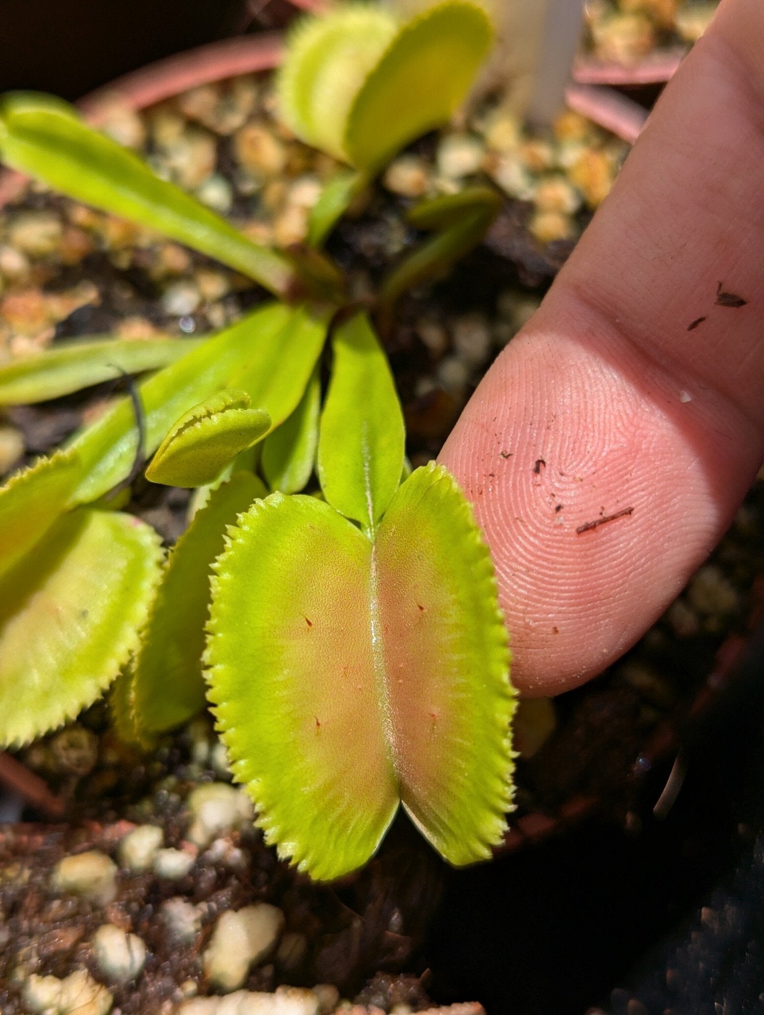 Planta carnívora - Dionaea muscipula Whale - Carniterrace - Comprar en tienda online