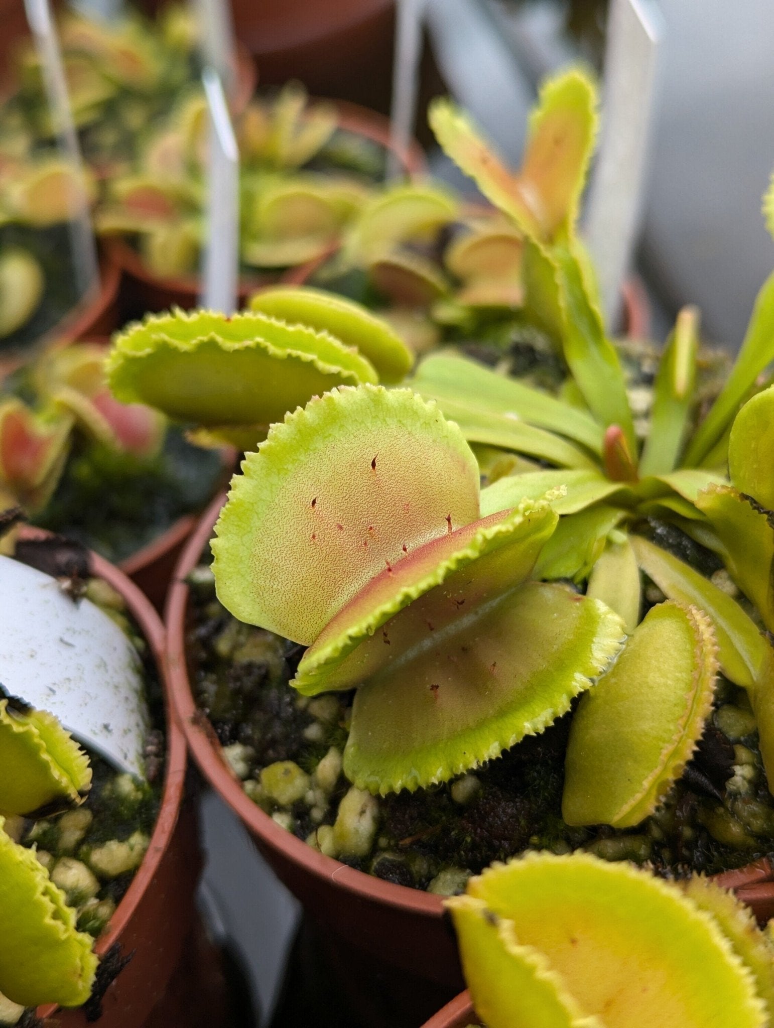 Planta carnívora - Dionaea muscipula Whale - Carniterrace - Comprar en tienda online