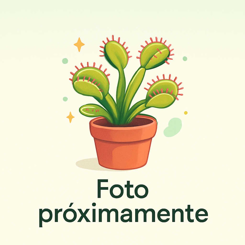 Drosera rotundifolia