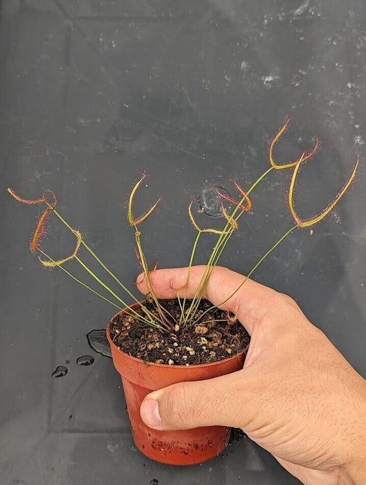 Planta carnívora - Drosera binata var. multifida - Carniterrace - Comprar en tienda online