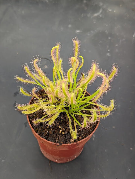 Planta carnívora - Drosera capensis alba - Carniterrace - Comprar en tienda online