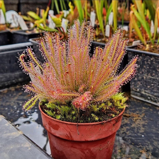 Planta carnívora - Drosera x hybrida - Carniterrace - Comprar en tienda online