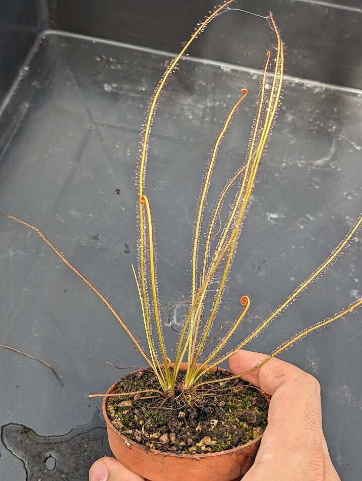 Drosera filiformis var. floridana