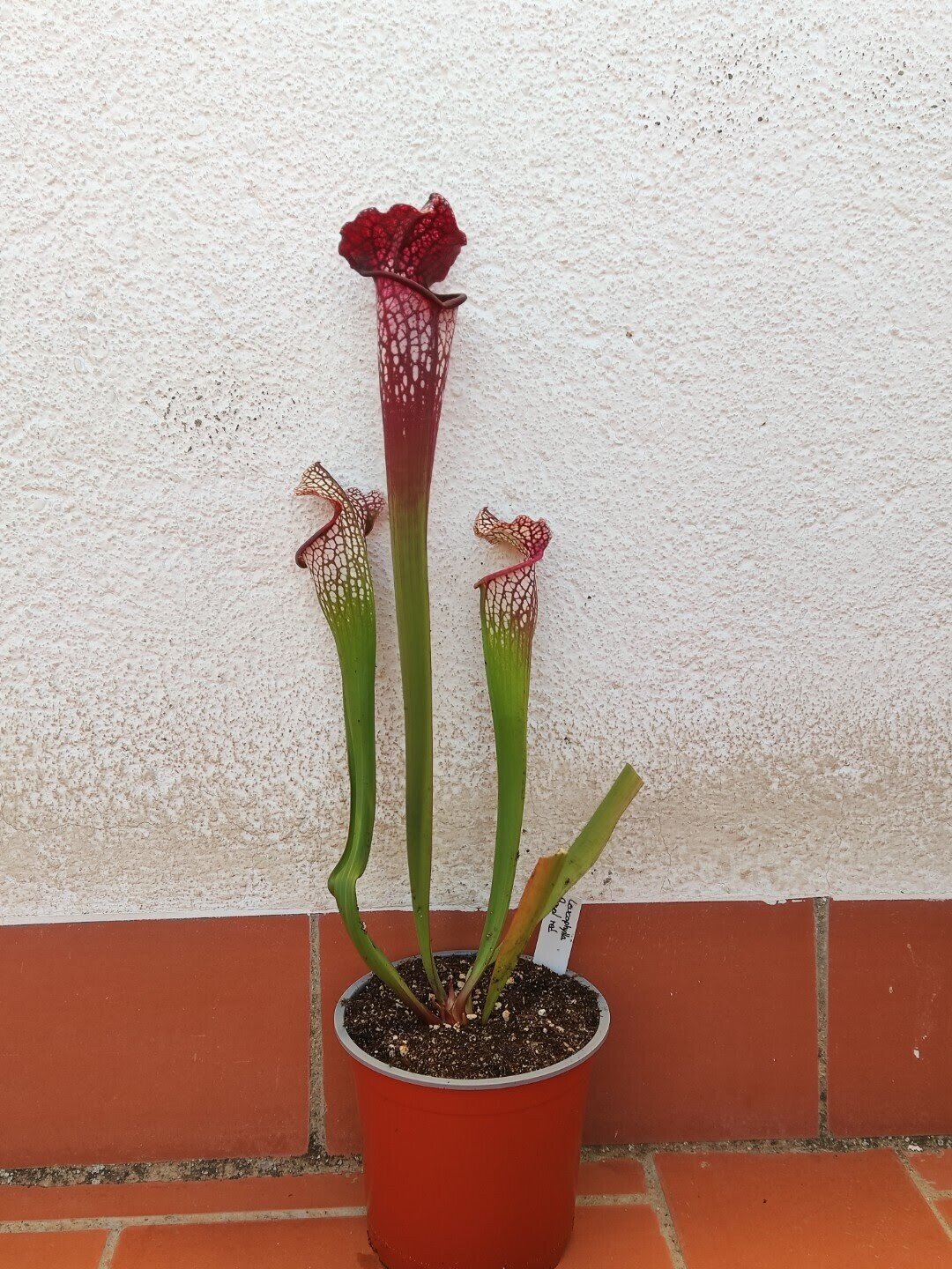 Sarracenia Leucophylla royal red