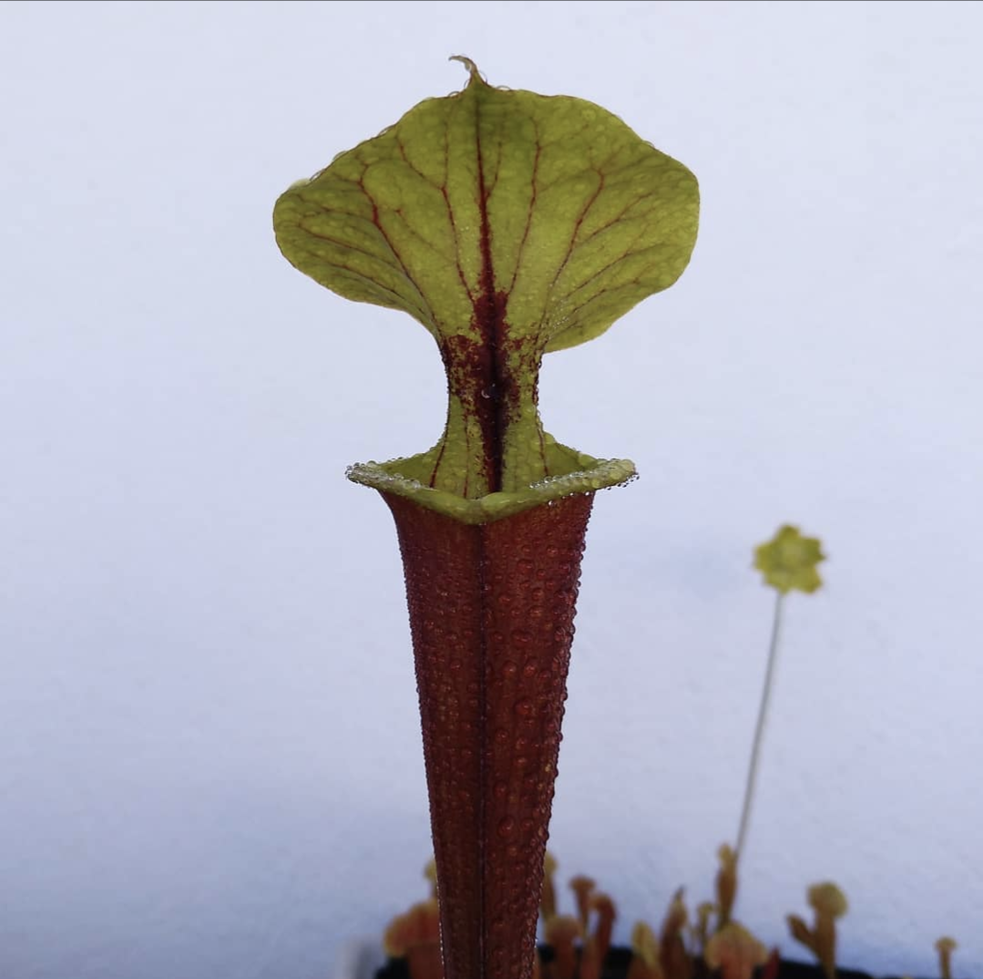 Sarracenia Flava var. rubricorpora