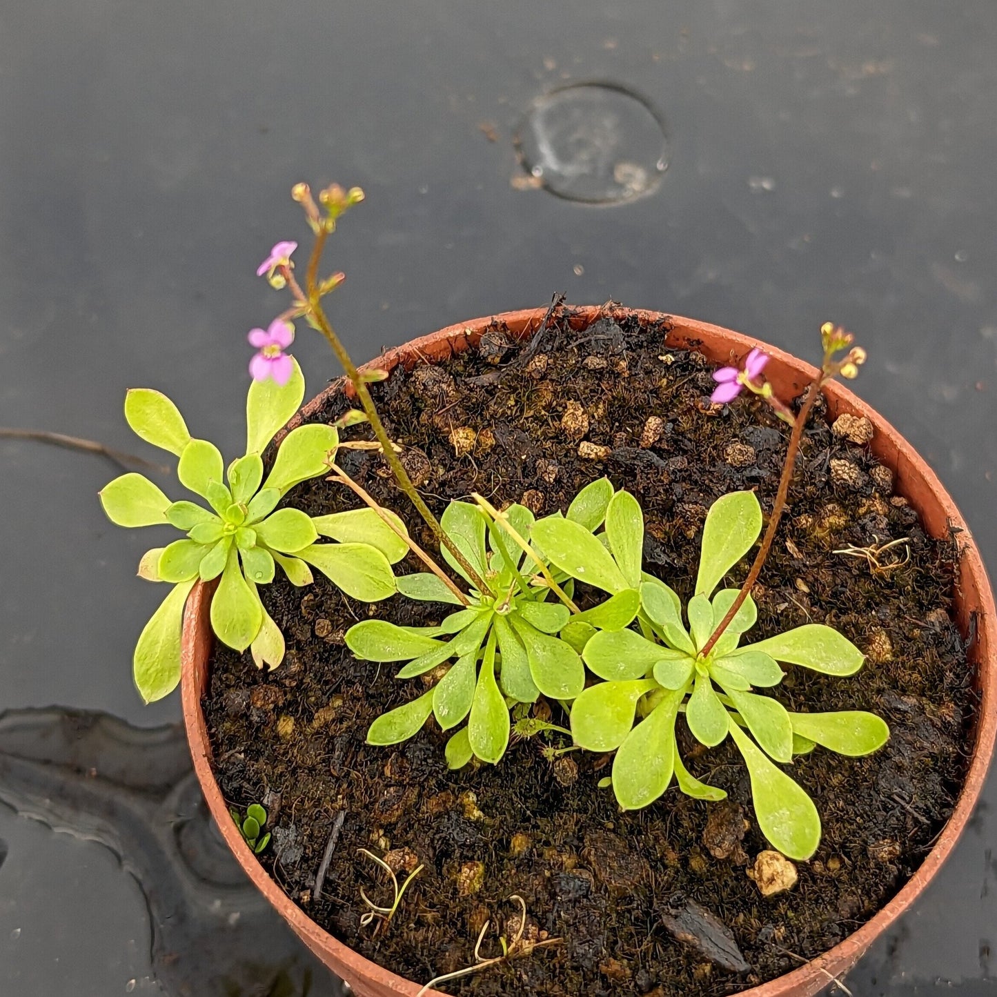 Stylidium debile