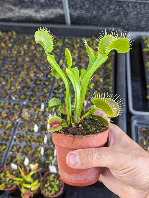 Dionaea muscipula B52