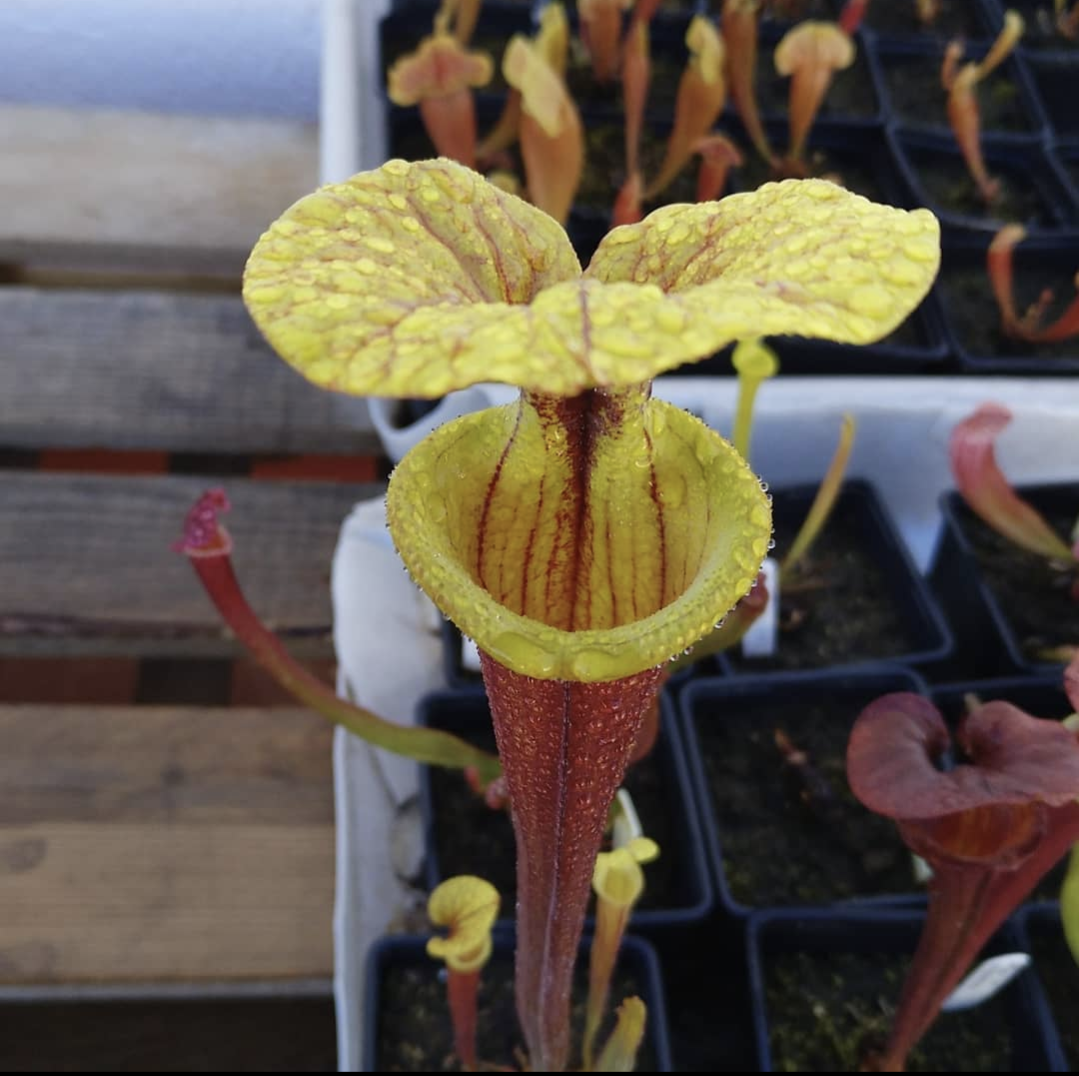 Sarracenia Flava var. rubricorpora