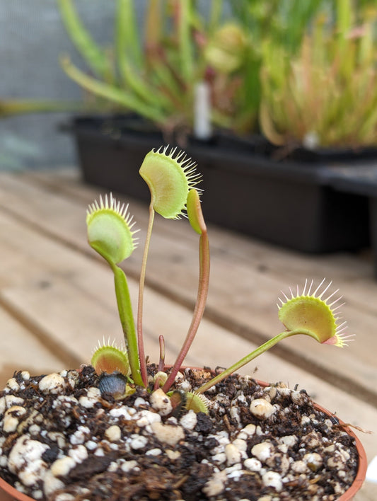 Dionaea muscipula Erect form