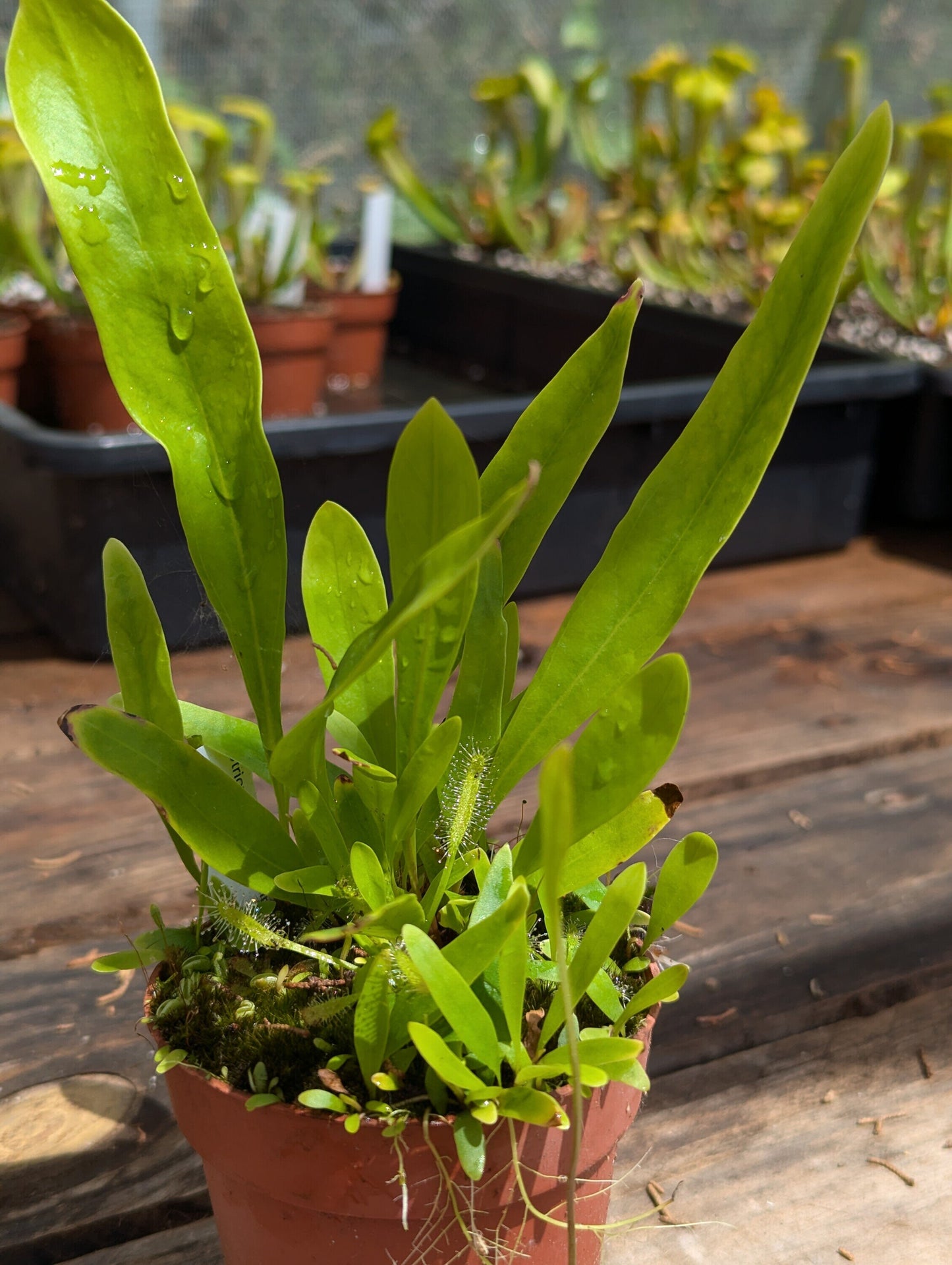 Utricularia longifolia