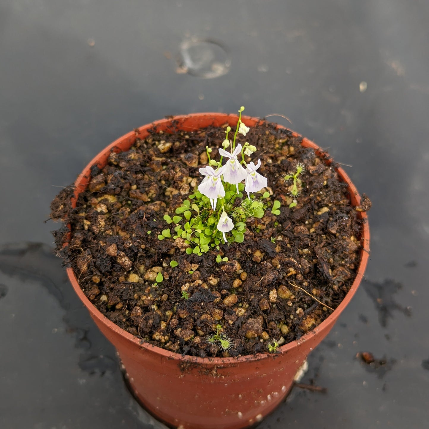 Utricularia Sandersonii