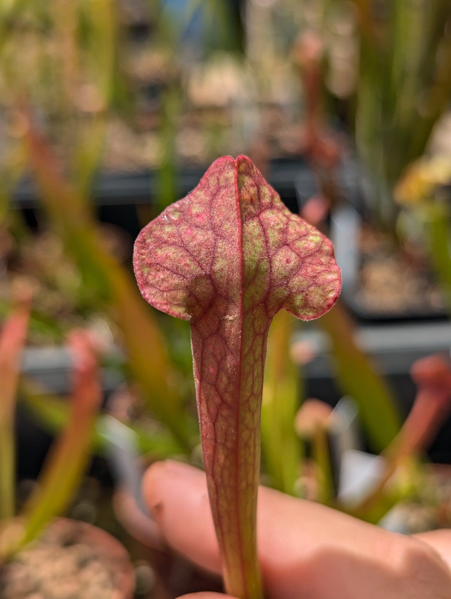 Sarracenia ''Red neck''