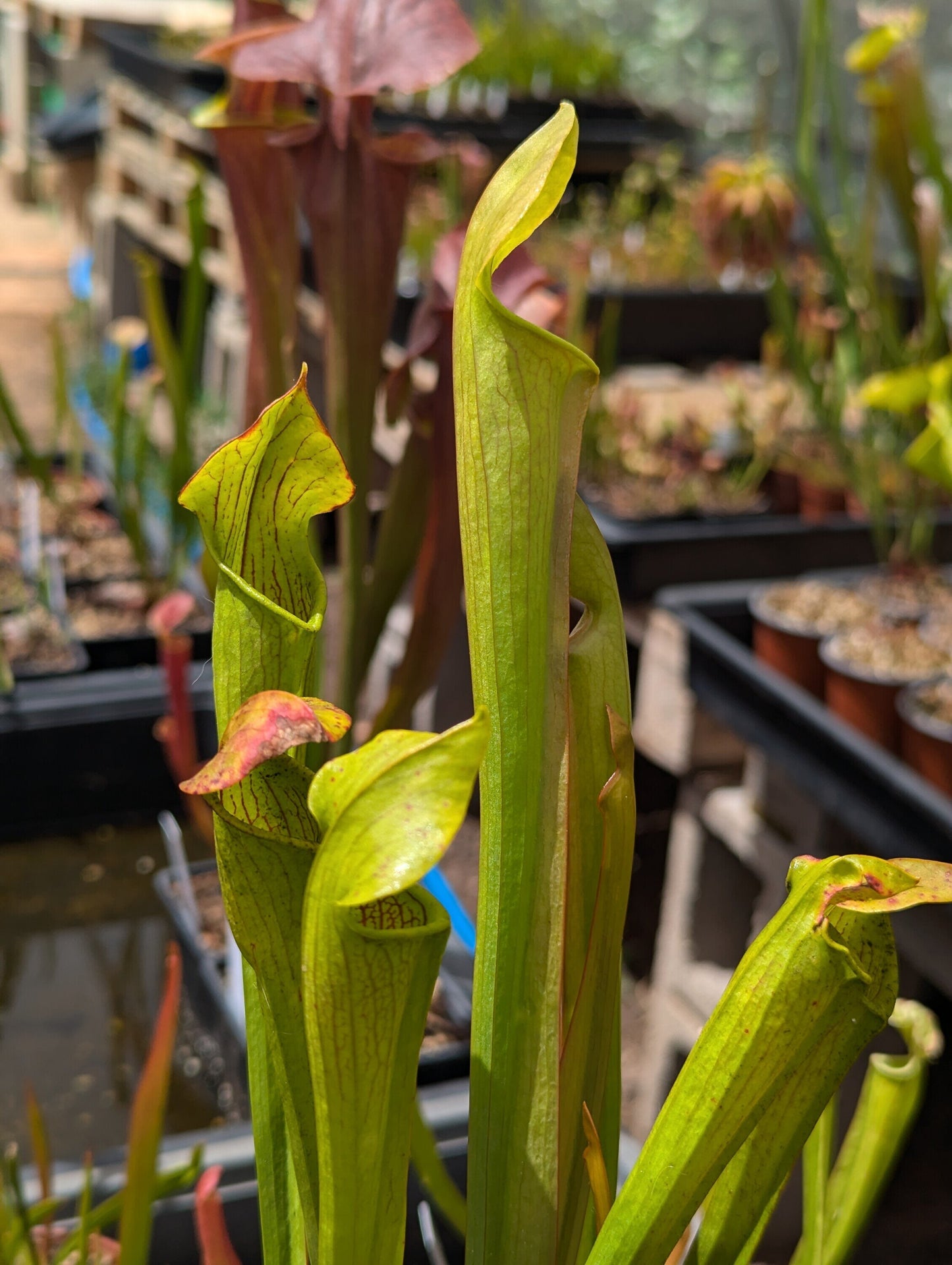 Sarracenia Alata