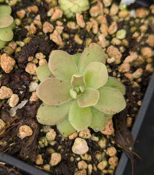 Pinguicula gypsicola x sethos (Clon 1)