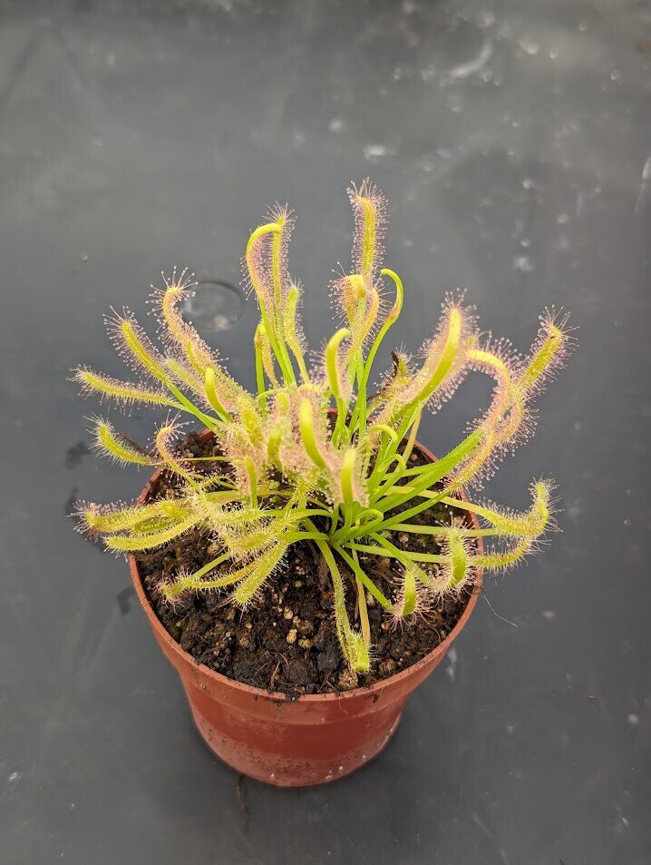 Drosera capensis alba