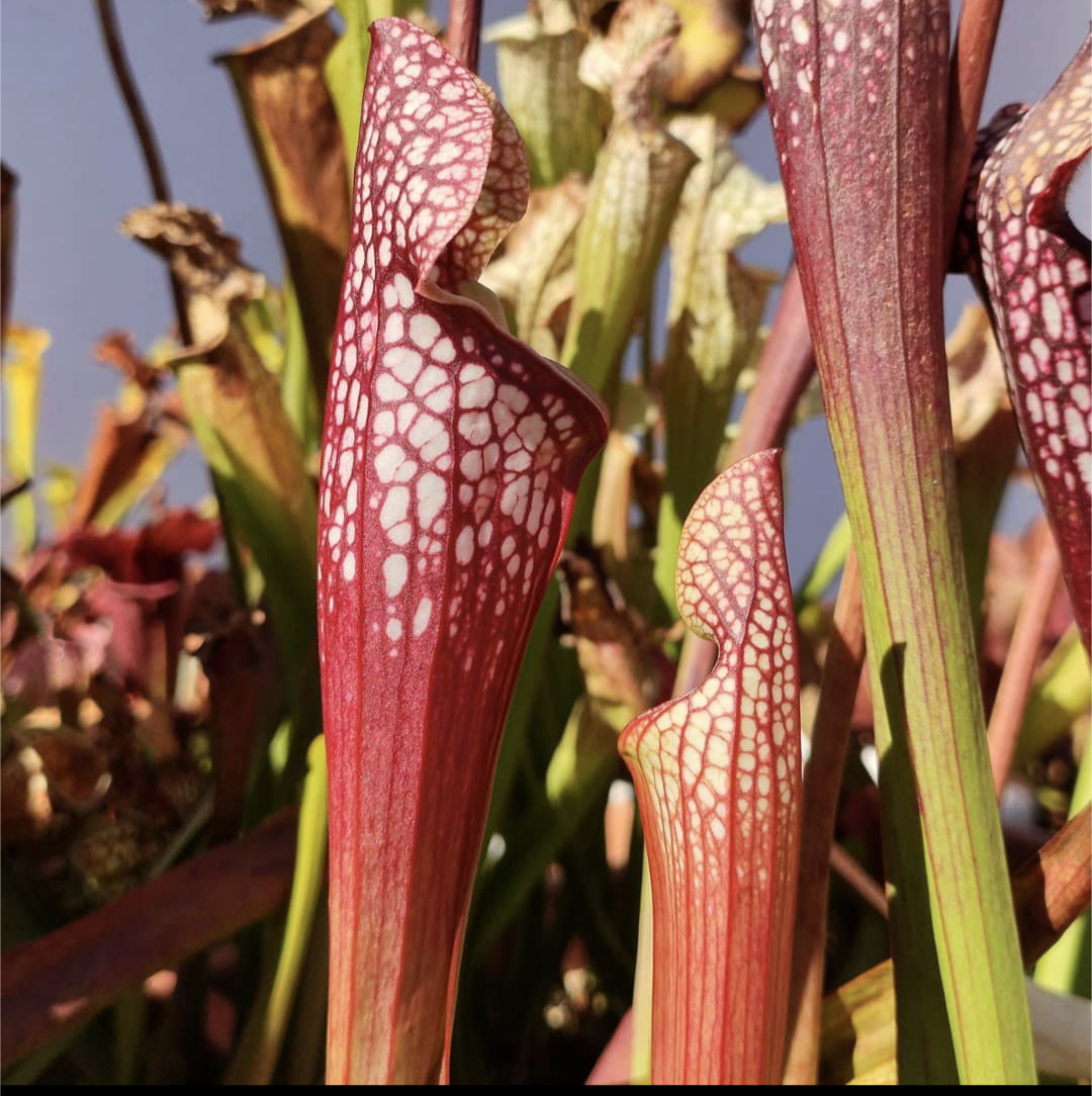 Sarracenia Leucophylla royal red