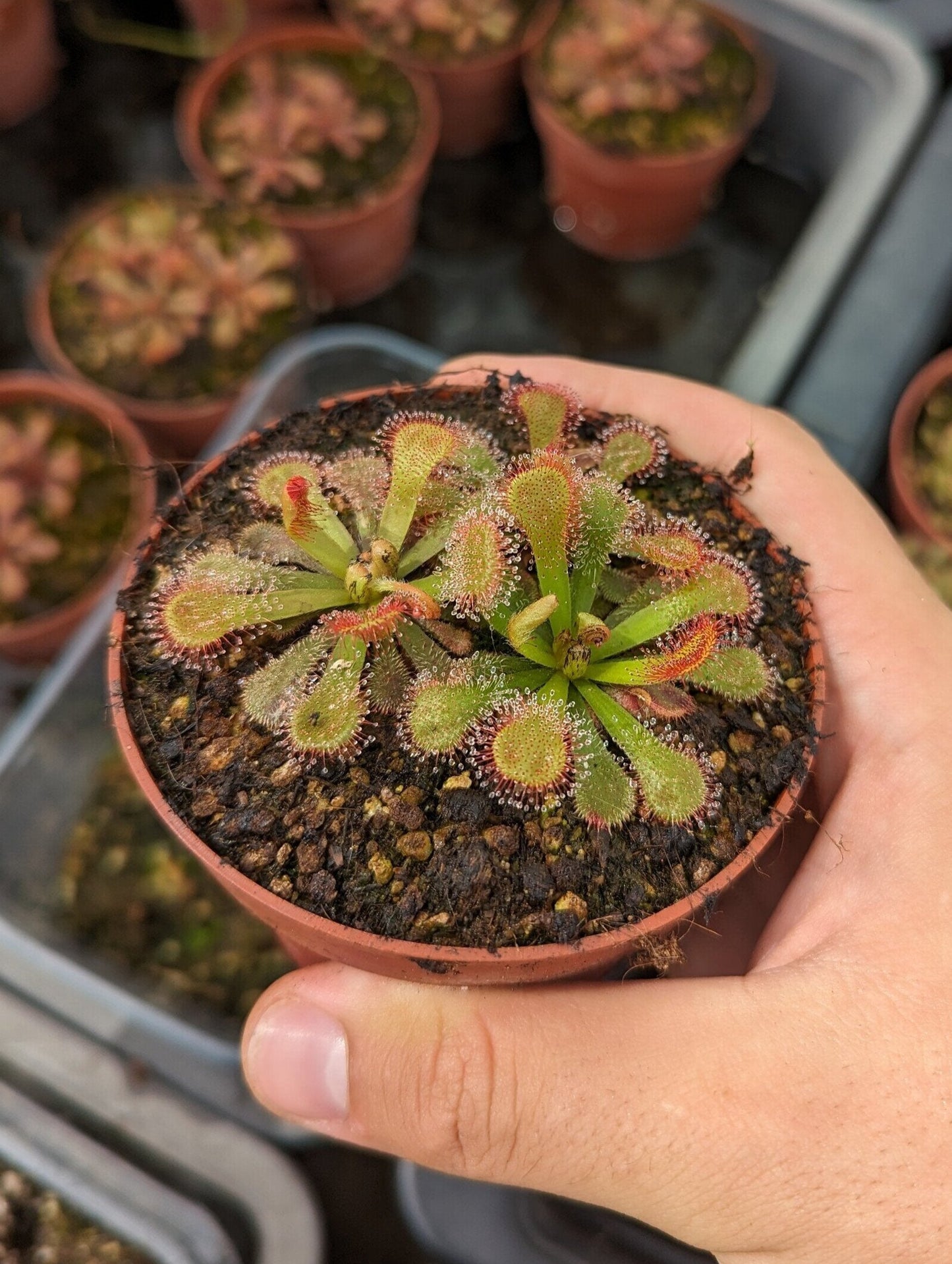 Drosera venusta