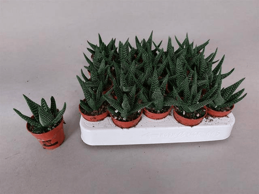 Planta carnívora - Haworthia 'Royal Highness' - Carniterrace - Comprar en tienda online