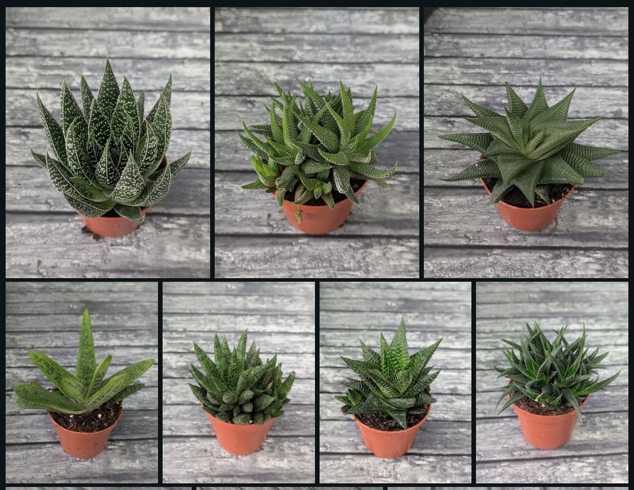 Planta carnívora - Haworthia y aloe mix 8,5 - Carniterrace - Comprar en tienda online