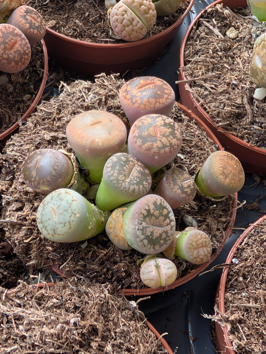 Planta carnívora - Lithops mix 5,5 - Carniterrace - Comprar en tienda online