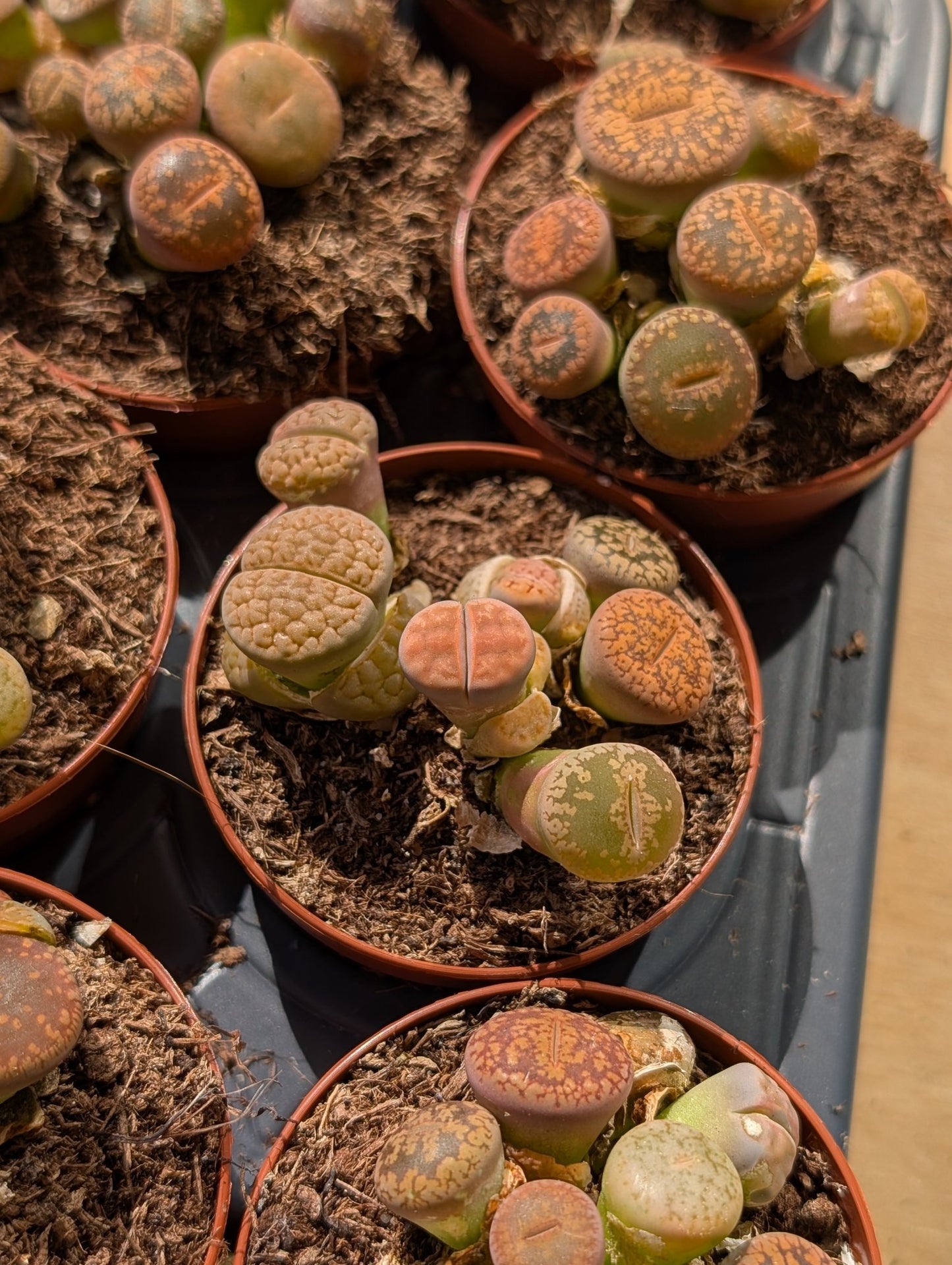 Planta carnívora - Lithops mix 5,5 - Carniterrace - Comprar en tienda online