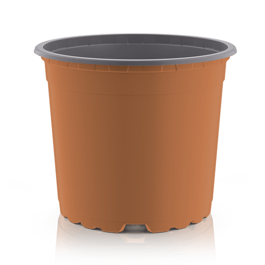 Planta carnívora - Maceta 12cm redonda marrón - Carniterrace - Comprar en tienda online