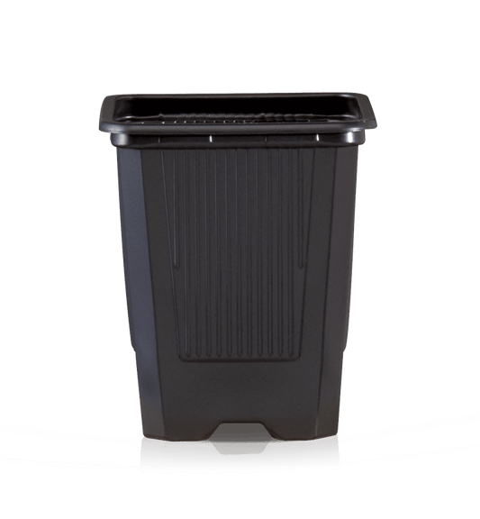 Planta carnívora - Maceta 9x9x9,5 cuadrada negra. - Carniterrace - Comprar en tienda online