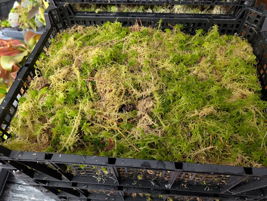Planta carnívora - Musgo Sphagnum vivo, fibras largas. - Carniterrace - Comprar en tienda online