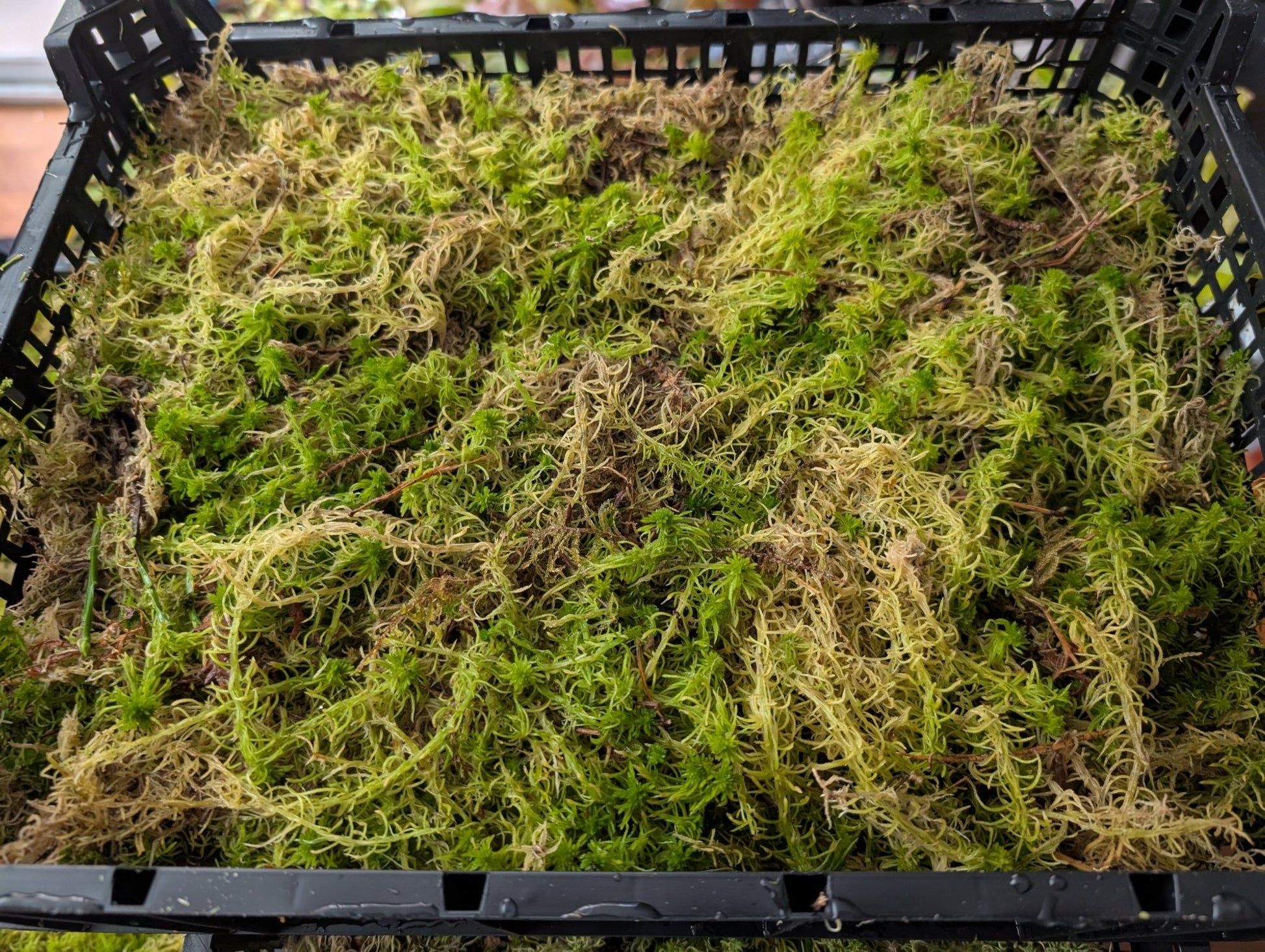 Planta carnívora - Musgo Sphagnum vivo, fibras largas. - Carniterrace - Comprar en tienda online